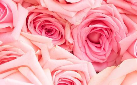 Bühne frei für Königsrose